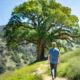 Firefly a man walking on a green California mountain looking at a huge oak tree from the distance; h (2) at Annandale Behavioral Health