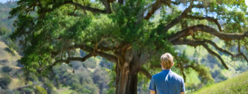Firefly a man walking on a green California mountain looking at a huge oak tree from the distance; h (2) at Annandale Behavioral Health