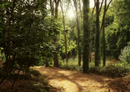A peaceful natural setting in morning light