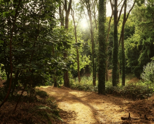 A peaceful natural setting in morning light