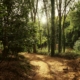 A peaceful natural setting in morning light