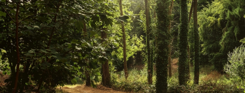 A peaceful natural setting in morning light