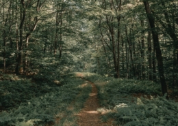 A calm natural landscape in daylight