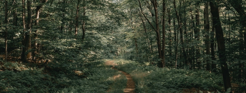 A calm natural landscape in daylight