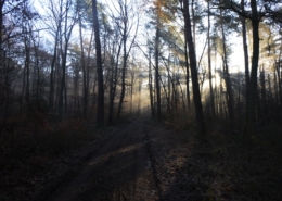 Sunlit pathway through a peaceful natural setting, representing the first 90 days of sobriety