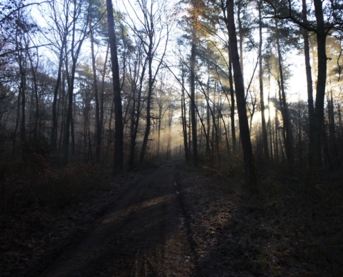 Sunlit pathway through a peaceful natural setting, representing the first 90 days of sobriety