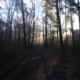Sunlit pathway through a peaceful natural setting, representing the first 90 days of sobriety