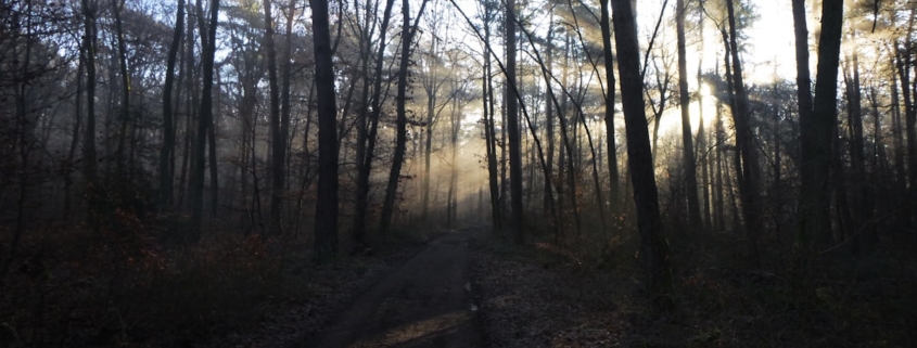 Sunlit pathway through a peaceful natural setting, representing the first 90 days of sobriety