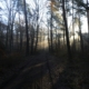 Sunlit pathway through a peaceful natural setting, representing the first 90 days of sobriety