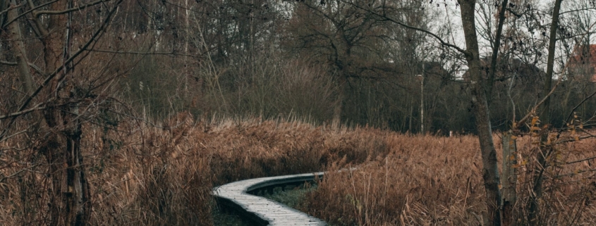 A quiet outdoor path in morning light