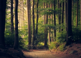is medical detox alone enough to stay sober - sunlit forest path symbolizing the road from detox through residential treatment to lasting recovery