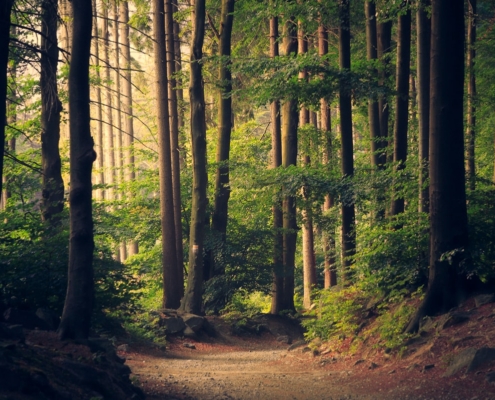 is medical detox alone enough to stay sober - sunlit forest path symbolizing the road from detox through residential treatment to lasting recovery