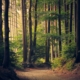is medical detox alone enough to stay sober - sunlit forest path symbolizing the road from detox through residential treatment to lasting recovery