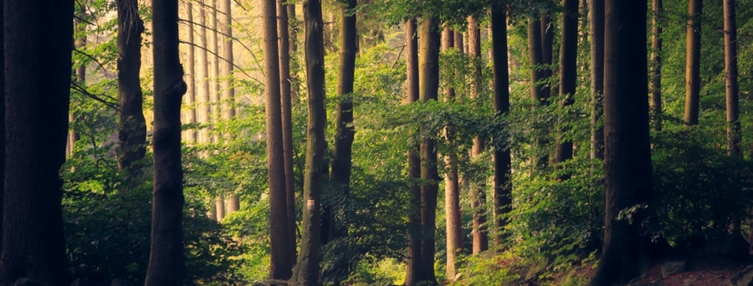 is medical detox alone enough to stay sober - sunlit forest path symbolizing the road from detox through residential treatment to lasting recovery