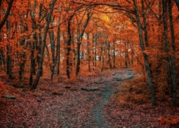 Stimulant use disorder treatment cocaine meth guide from Annandale Behavioral Health